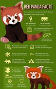 Image result for Panda Fun Facts for Kids