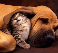 Image result for Puppy and Kitten Snuggling