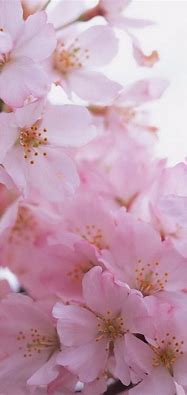 Image result for Wallpaper Flowers iPod