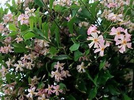Image result for Trachelospermum jasminoides Pink
