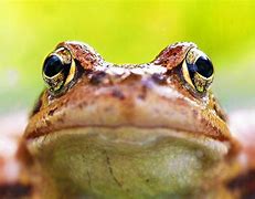 Image result for Cute Toad