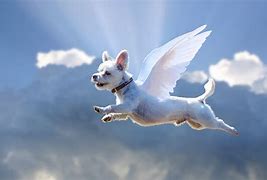 Image result for Dog Angel Funny