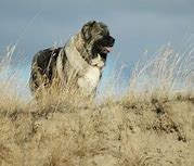 Image result for Biggest Shepherd Dog