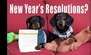 Image result for Dachshund New Year