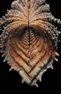 Image result for Horse Clam