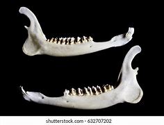 Image result for Small Animal Jaw Bones