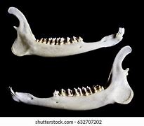 Image result for Animal Jawbone