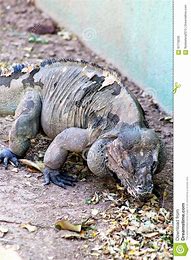 Arizona Iguana 的图像结果