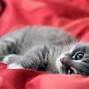 Image result for Adorable Cats Screensaver