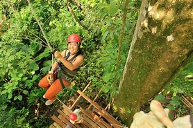 Image result for Climbing On Jungle Tree Vines