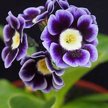 Image result for Primula auricula Stonall