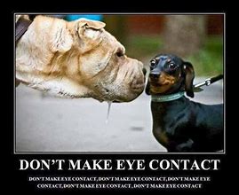 Image result for Weiner Dog Funny Quotes