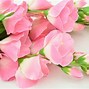 Image result for Pretty Pink Roses