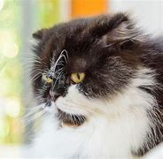 Image result for Tuxedo Munchkin Cat