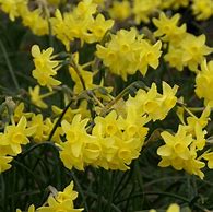 Image result for Narcissus Sabrosa