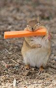 Image result for Animal Eating Funny Image
