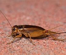 Image result for Cricket Chirp Texas