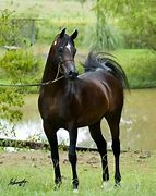 Image result for Brown Arabian Horse