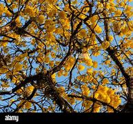 Image result for Flowers On Tree Brazil