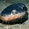 Image result for Ocean Quahog Foot
