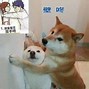 Image result for Shiba Inu Dog Meme