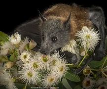 Image result for Grey-headed Flying Fox Eating