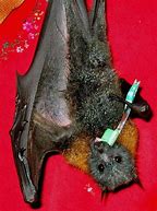 Image result for Flying Fox Fruit Bat Teeth
