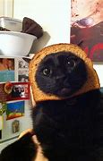 Image result for Bread Cat Meme