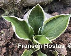 Image result for Hosta Frosted Lollipop