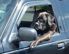 Image result for Dog Driving Car Joke