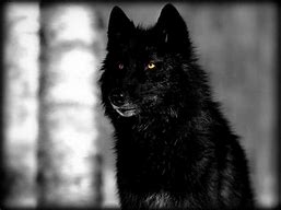 Image result for Black Wolves Wallpaper Desktop