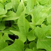 Image result for Ipomoea Green