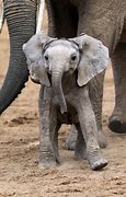 Image result for Elephant Smiling Africans Pictures Photo