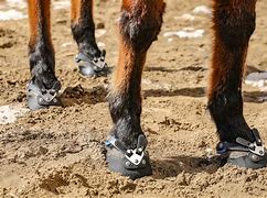 Image result for Types of Hooves