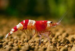 Image result for Freshwater Shrimp