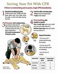 Image result for Dog CPR Poster