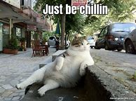Image result for Cat That's Just Chillin