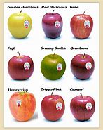 Image result for Shape of an Apple with Secondary Colors