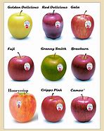 Image result for Types of North American Apple's