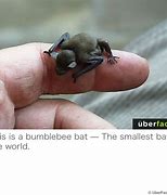 Image result for Bumblebee Bat Pet Adult
