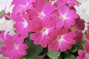 Image result for Primula allionii Pictons Variety
