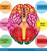 Image result for cervello umano
