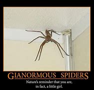 Image result for Hobo Spider Meme