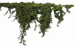Image result for Forest Vines PNG