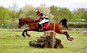 Image result for Arabian Jumping