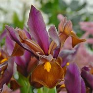 Image result for Iris hollandica Red Ember