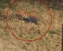 Image result for Man Attacked by Tiger in a China Zoo