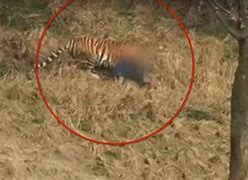 Image result for Man Attacked by Tiger in a China Zoo
