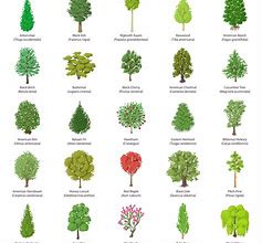 Image result for Tree Fin