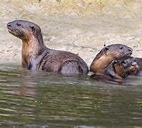 Image result for Otter Side View